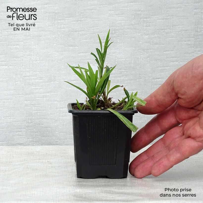 Example of Pfirsichblättrige Glockenblume - Campanula persicifolia Kleine Töpfe von 8/9 cm as you get in printemps