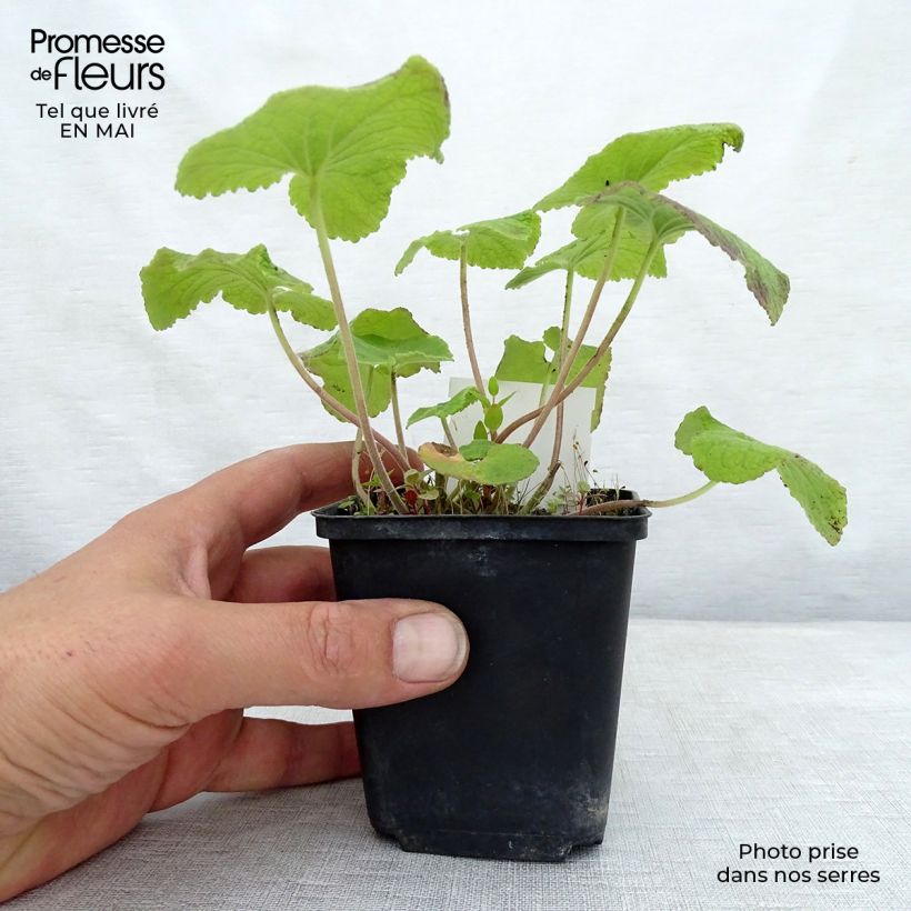 Exemplar von Campanula alliariifolia - Knoblauchraukenblättrige Glockenblume Kleine Töpfe von 8/9 cm wie im Frühjahr geliefert