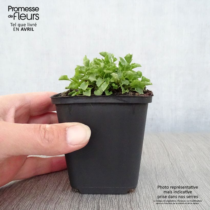 Exemplar von Campanula carpatica - Karpaten-Glockenblume Kleine Töpfe von 8/9 cm wie im Frühjahr geliefert