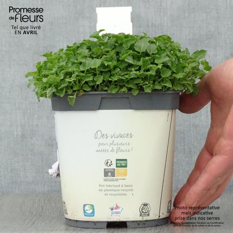 Example of Campanula carpatica Weiße Clips - Karpaten-Glockenblume Topf mit 2L/3L as you get in printemps