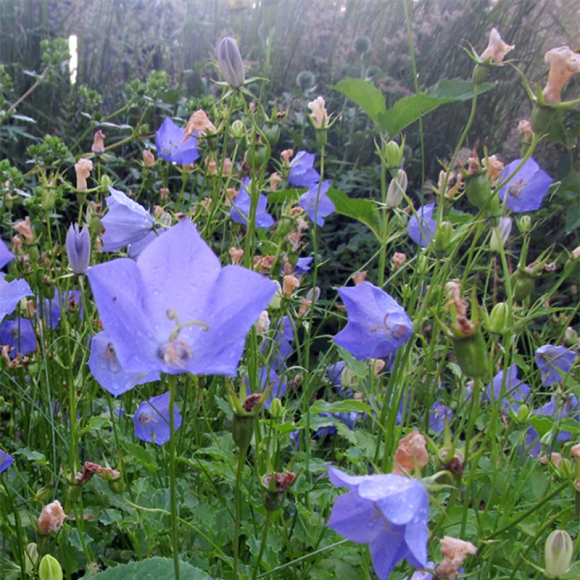 Campanula carpatica Molly Pinsent - Karpaten-Glockenblume (Blüte)