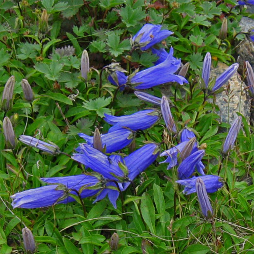 Campanula chamissonis Major - Glockenblume (Blüte)