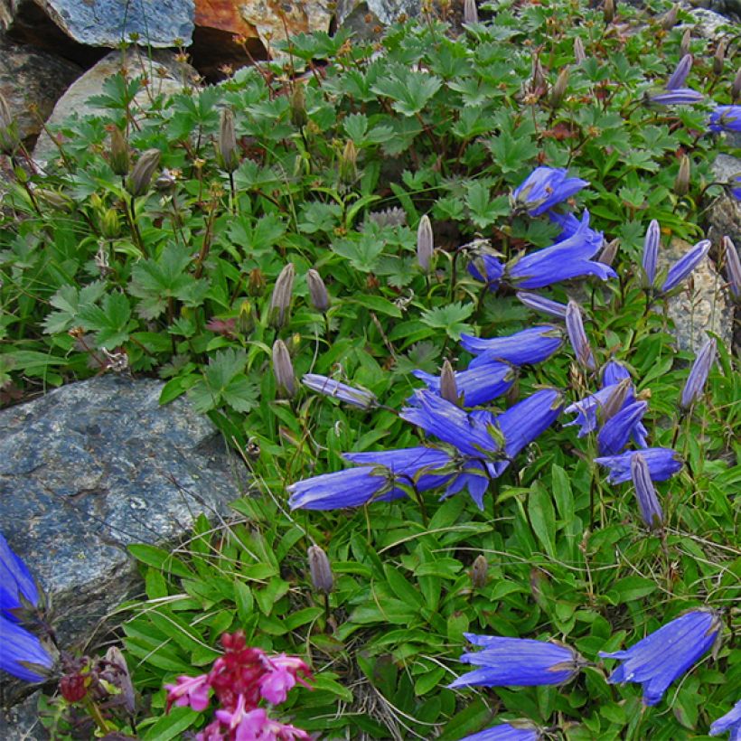 Campanula chamissonis Major - Glockenblume (Wuchs)