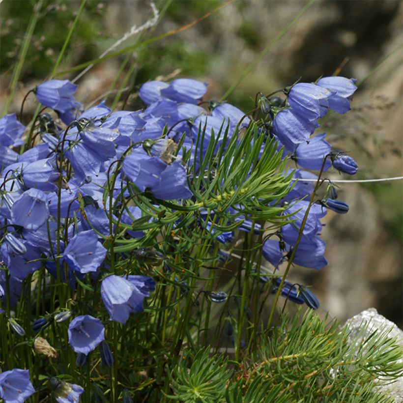 Campanula cochleariifolia Bavaria Blue - Zwerg-Glockenblume (Wuchs)