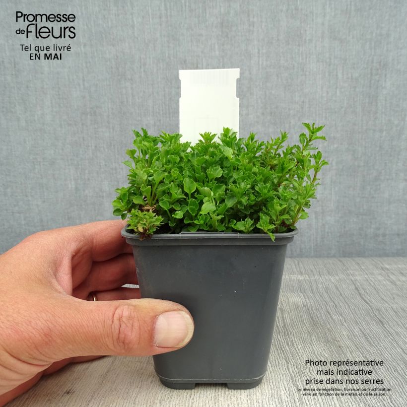 Exemplar von Campanula cochleariifolia Bavaria Blue - Zwerg-Glockenblume Kleine Töpfe von 8/9 cm wie im Frühjahr geliefert