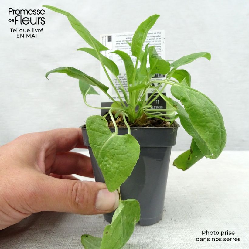 Example of Campanula glomerata Alba - Knäuel-Glockenblume Kleine Töpfe von 8/9 cm as you get in printemps