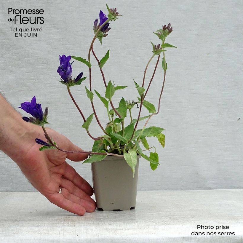Exemplar von Campanula glomerata Joan Elliot - Knäuel-Glockenblume Kleine Töpfe von 8/9 cm wie im Sommer geliefert