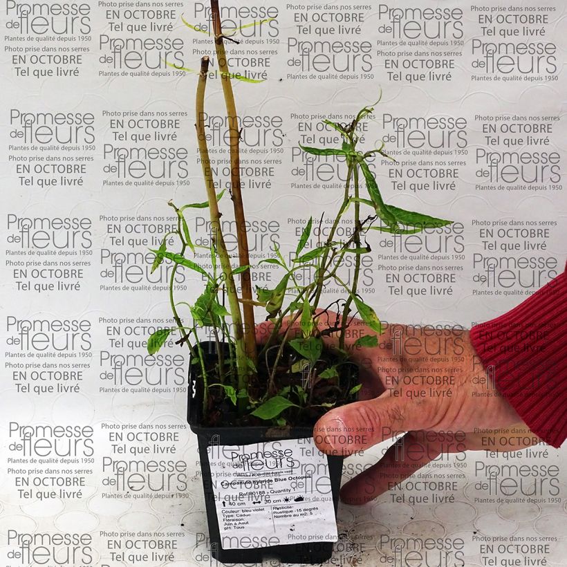 Beispiel eines Exemplars von Campanula punctata Blue Octopus - Pyramiden-Glockenblume Kleine Töpfe von 8/9 cm wie geliefert