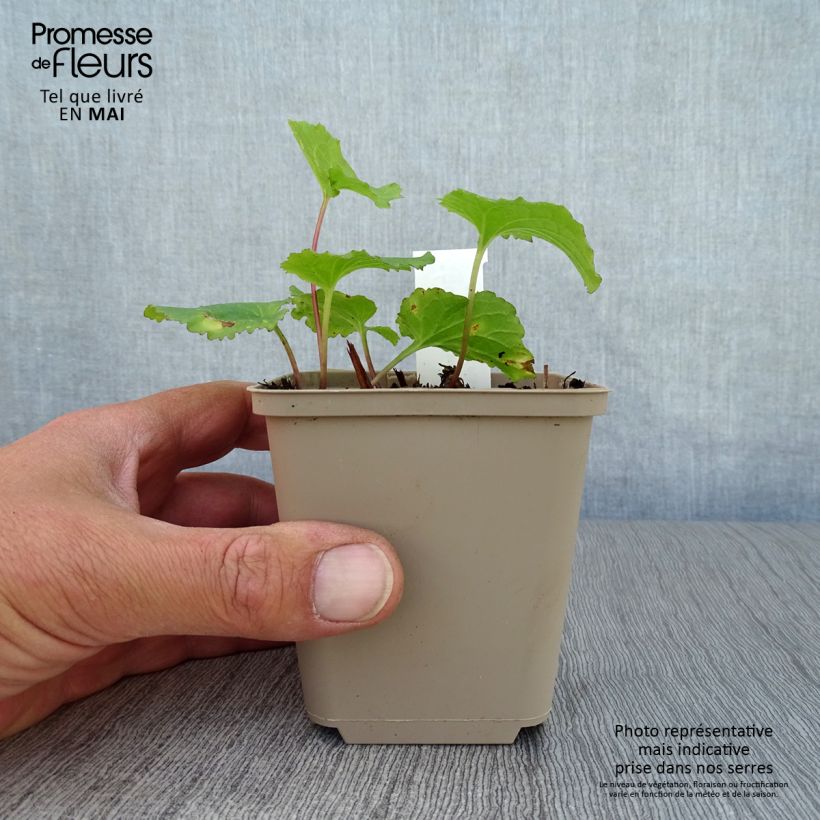 Exemplar von Campanula punctata Iridescent Bells - Pyramiden-Glockenblume Kleine Töpfe von 8/9 cm wie im Frühjahr geliefert