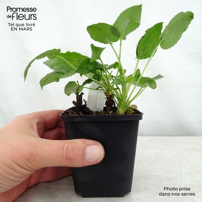 Exemplar von Campanula Kent Belle - Gepunktete Glockenblume Kleine Töpfe von 8/9 cm wie im Frühjahr geliefert