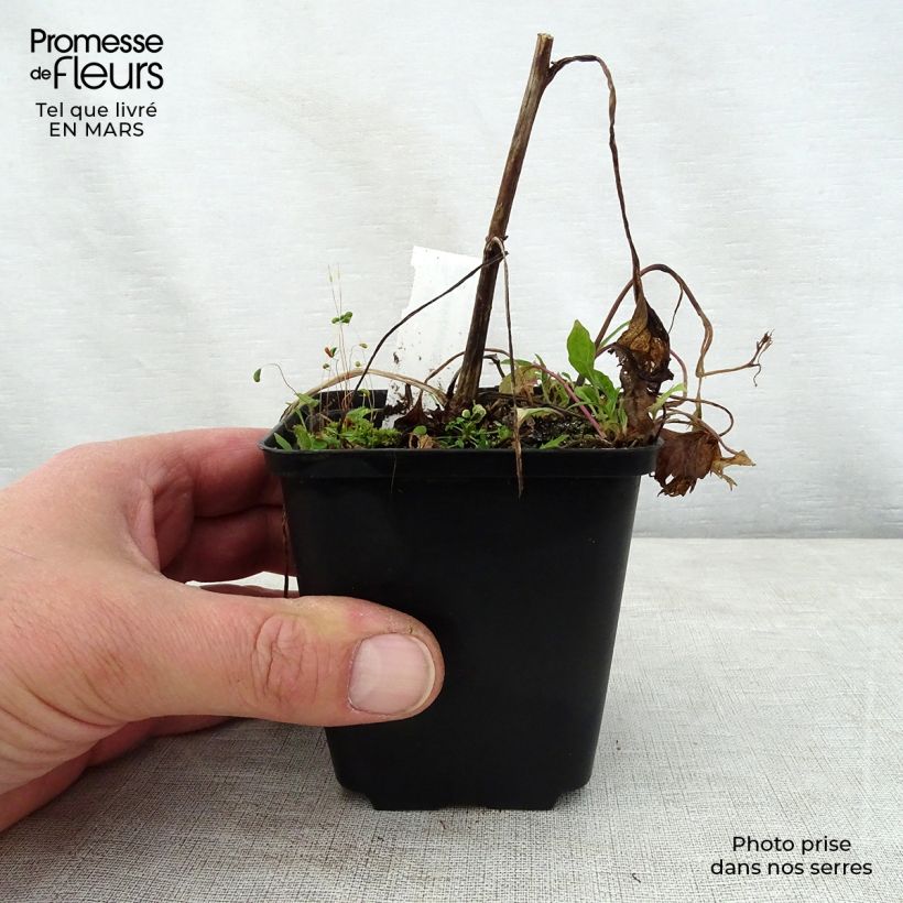 Example of Campanula Pink Octopus - Glockenblume Kleine Töpfe von 8/9 cm as you get in printemps