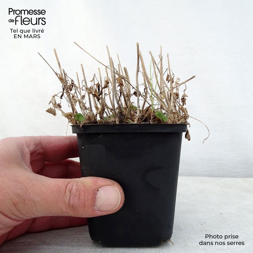 Exemplar von Campanula takesimana Ringsabell Indigo Blue - Korea-Glockenblume Kleine Töpfe von 8/9 cm wie im Frühjahr geliefert