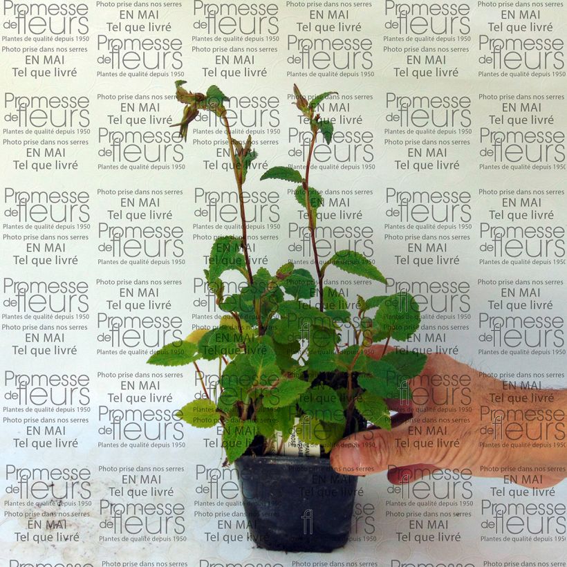 Beispiel eines Exemplars von Campanula takesimana Ringsabell Mulberry Rose - Korea-Glockenblume Kleine Töpfe von 8/9 cm wie geliefert