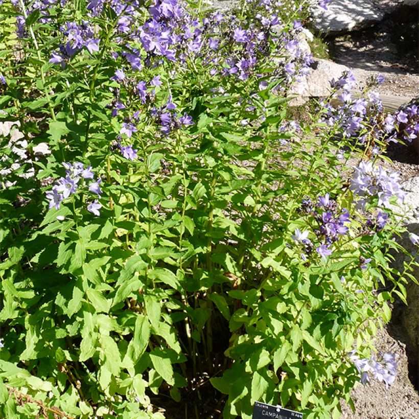 Dolden-Glockenblume - Campanula lactiflora (Wuchs)