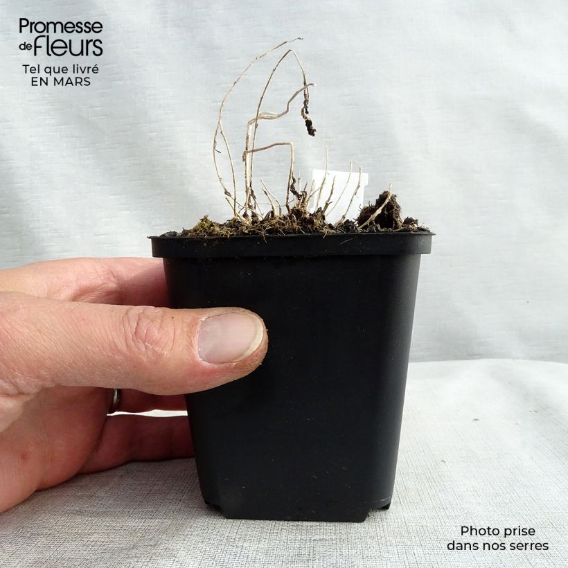 Exemplar von Dolden-Glockenblume - Campanula lactiflora Kleine Töpfe von 8/9 cm wie im Frühjahr geliefert