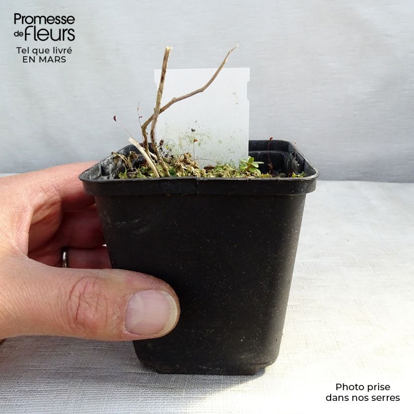 Example of Dolden-Glockenblume Prichard s variety - Campanula lactiflora Kleine Töpfe von 8/9 cm as you get in printemps