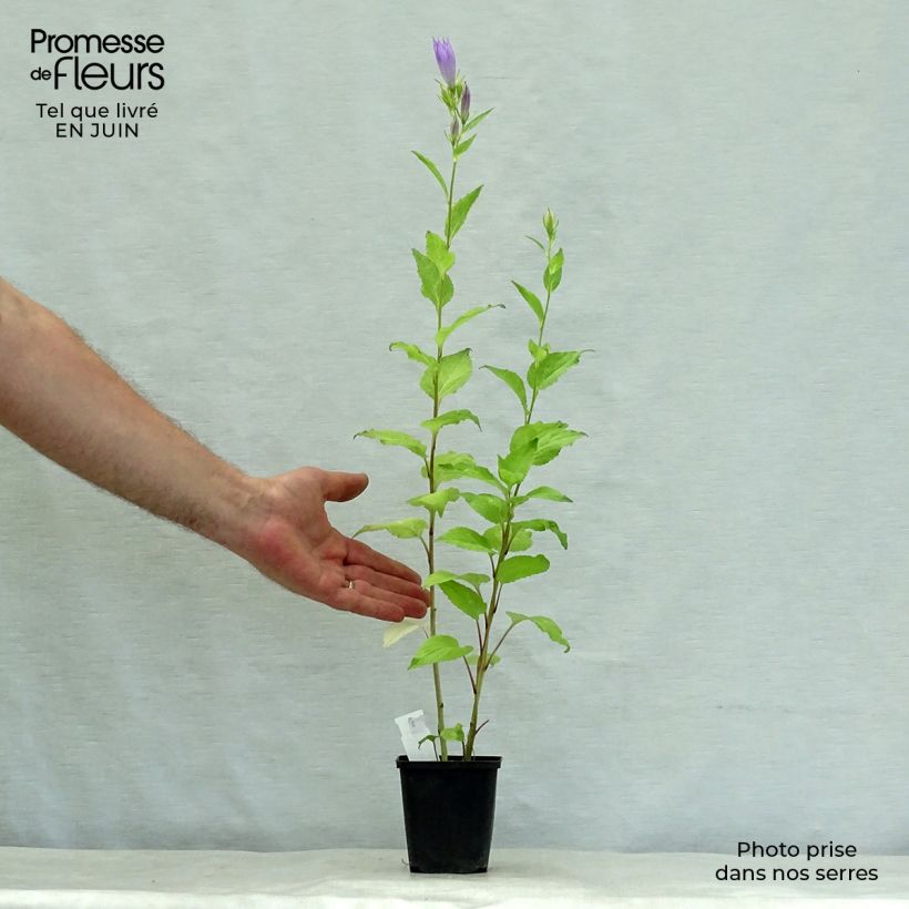 Exemplar von Campanula latifolia var. macrantha - Breitblättrige Glockenblume Kleine Töpfe von 8/9 cm wie im Sommer geliefert