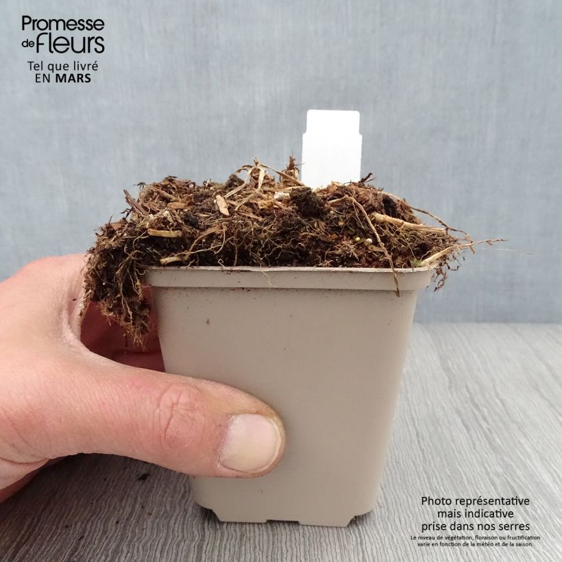 Exemplar von Pfirsichblättrige Glockenblume Hidcote Amethyst - Campanula persicifolia Kleine Töpfe von 8/9 cm wie im Frühjahr geliefert