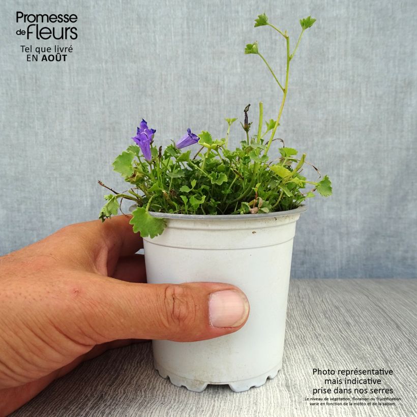 Exemplar von Campanula poscharskyana - Hängepolster-Glockenblume Kleine Töpfe von 7/8 cm wie im Sommer geliefert