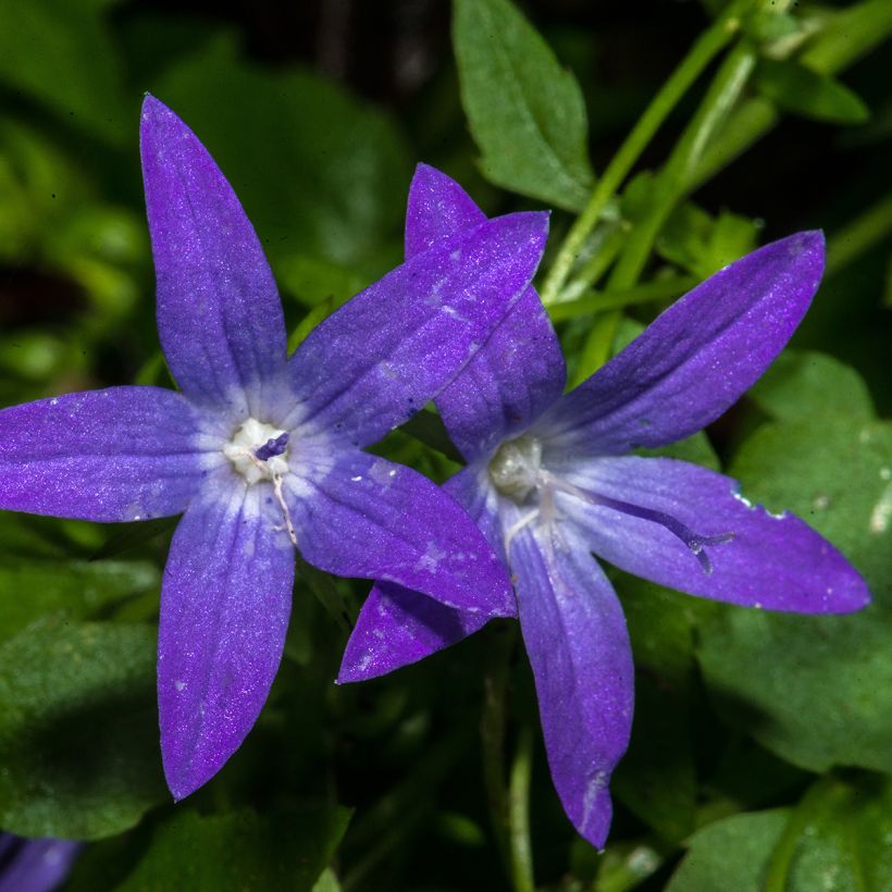 Campanula poscharskyana - Hängepolster-Glockenblume (Flowering)