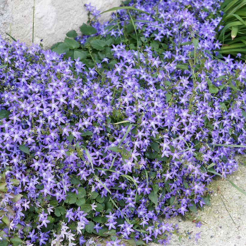 Campanula poscharskyana - Hängepolster-Glockenblume (Plant habit)