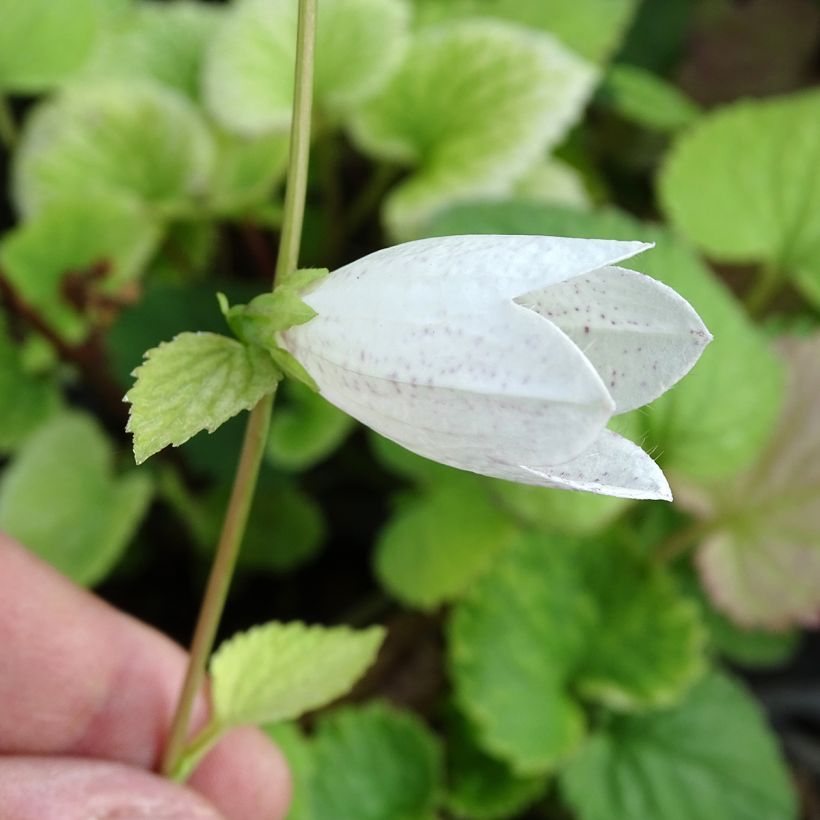 Campanula takesimana - Korea-Glockenblume (Blüte)