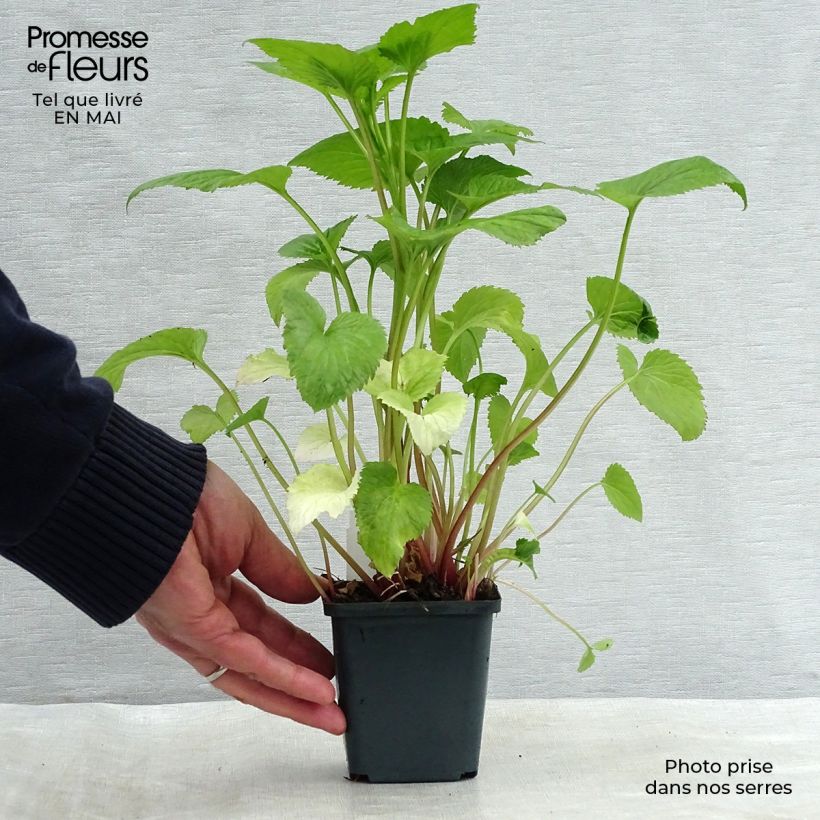 Exemplar von Campanula takesimana - Korea-Glockenblume Kleine Töpfe von 8/9 cm wie im Frühjahr geliefert