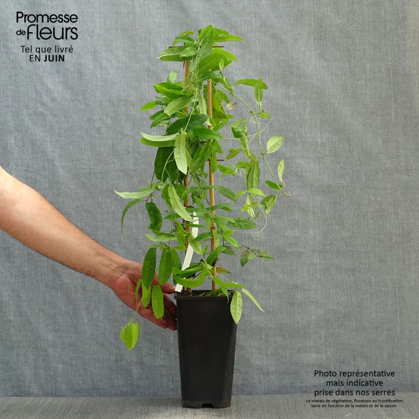 Exemplar von Campsis capreolata Atrosanguinea - Trompetenblume Topf mit 2L/3L wie im Sommer geliefert