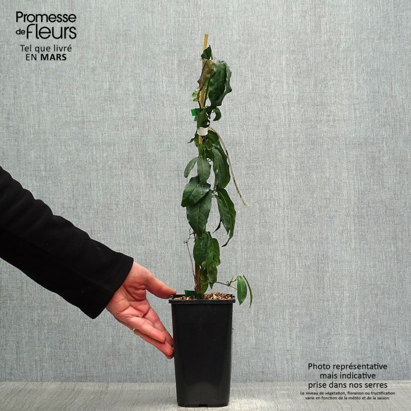 Example of Campsis capreolata - Trompetenblume Topf mit 1L/1,5L as you get in printemps