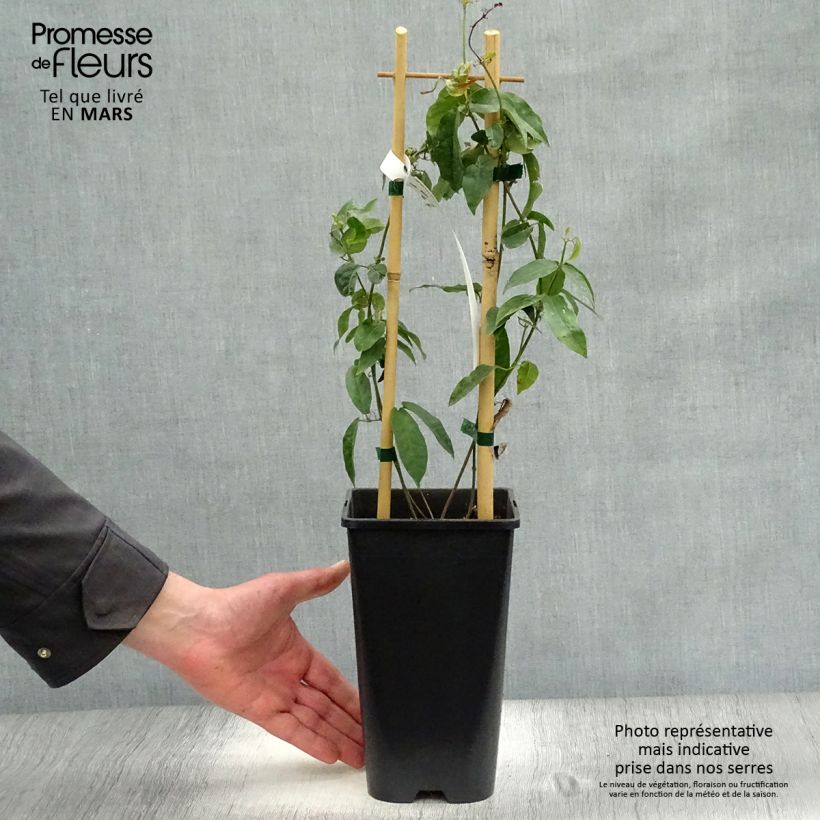 Example of Campsis capreolata - Trompetenblume Topf mit 2L/3L as you get in printemps