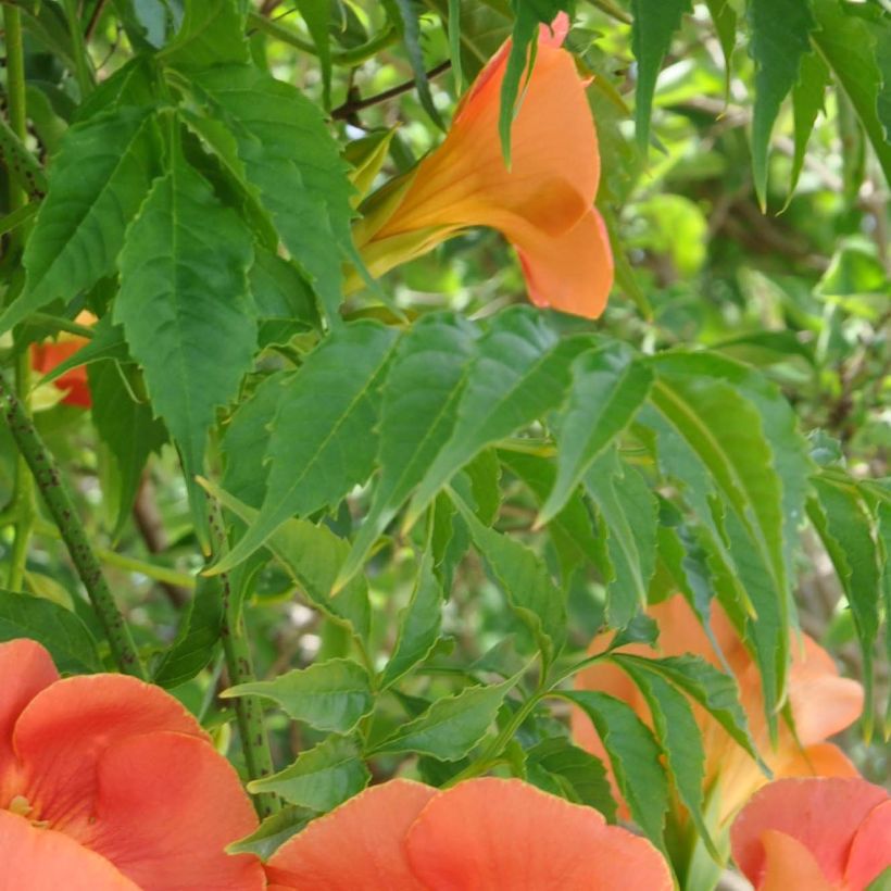 Campsis grandiflora - Chinesische Klettertrompete (Laub)