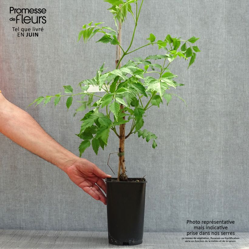 Exemplar von Campsis grandiflora - Chinesische Klettertrompete Topf mit 2L/3L wie im Frühjahr geliefert