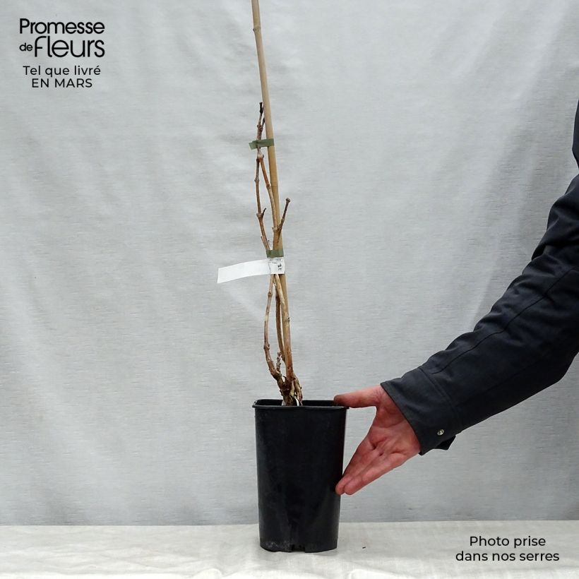 Exemplar von Campsis radicans Indian summer - Amerikanische Klettertrompete Topf mit 2L/3L wie im Frühjahr geliefert