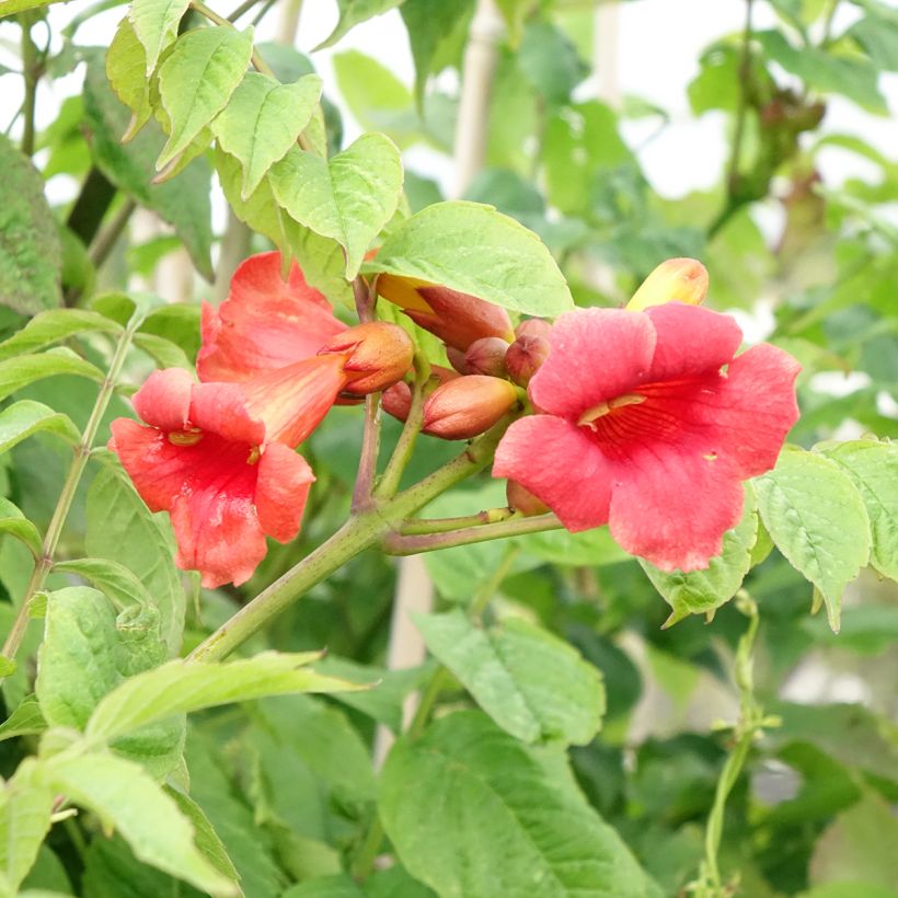 Campsis radicans Stromboli - Amerikanische Klettertrompete (Blüte)
