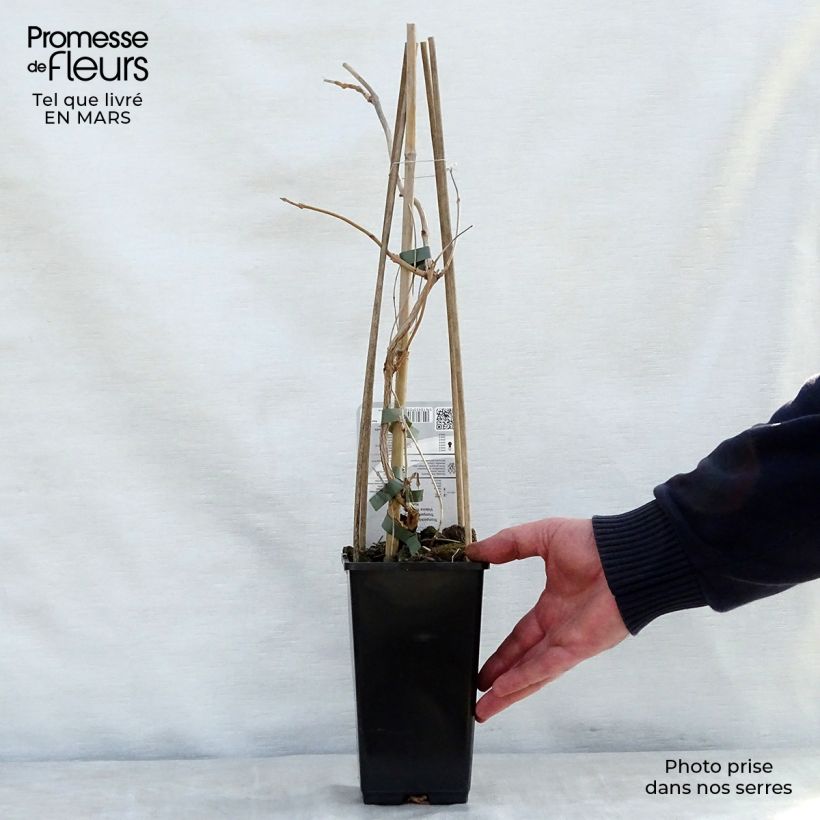 Exemplar von Campsis radicans Yellow Trumpet - Amerikanische Klettertrompete Topf mit 2L/3L wie im Frühjahr geliefert