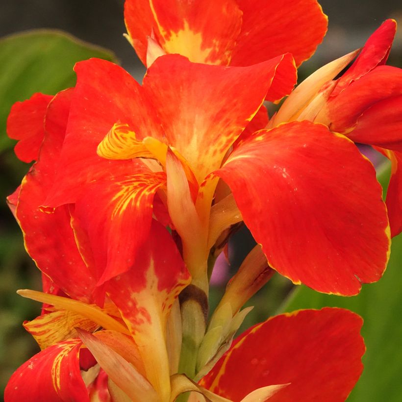 Blumenrohr Lucifer - Canna (Blüte)