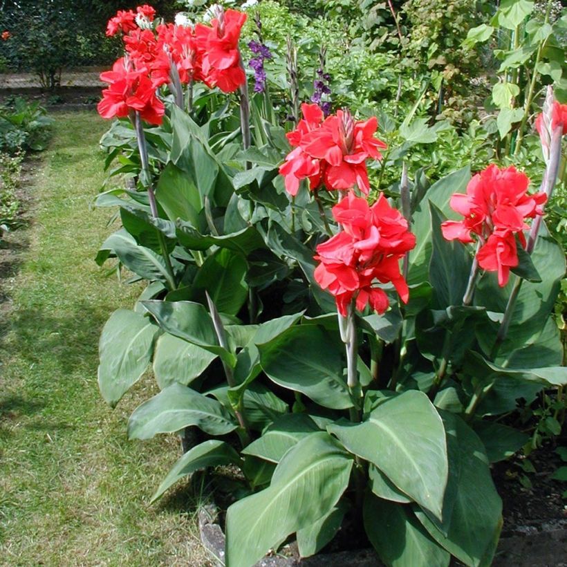 Blumenrohr Strasbourg - Canna (Wuchs)