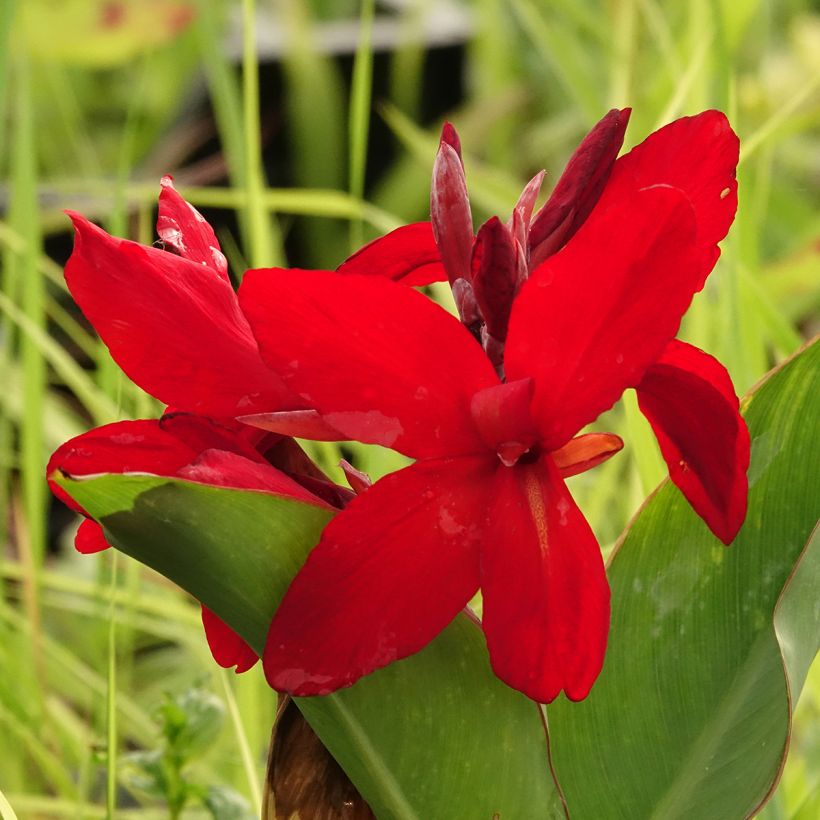 Blumenrohr Strasbourg - Canna (Blüte)