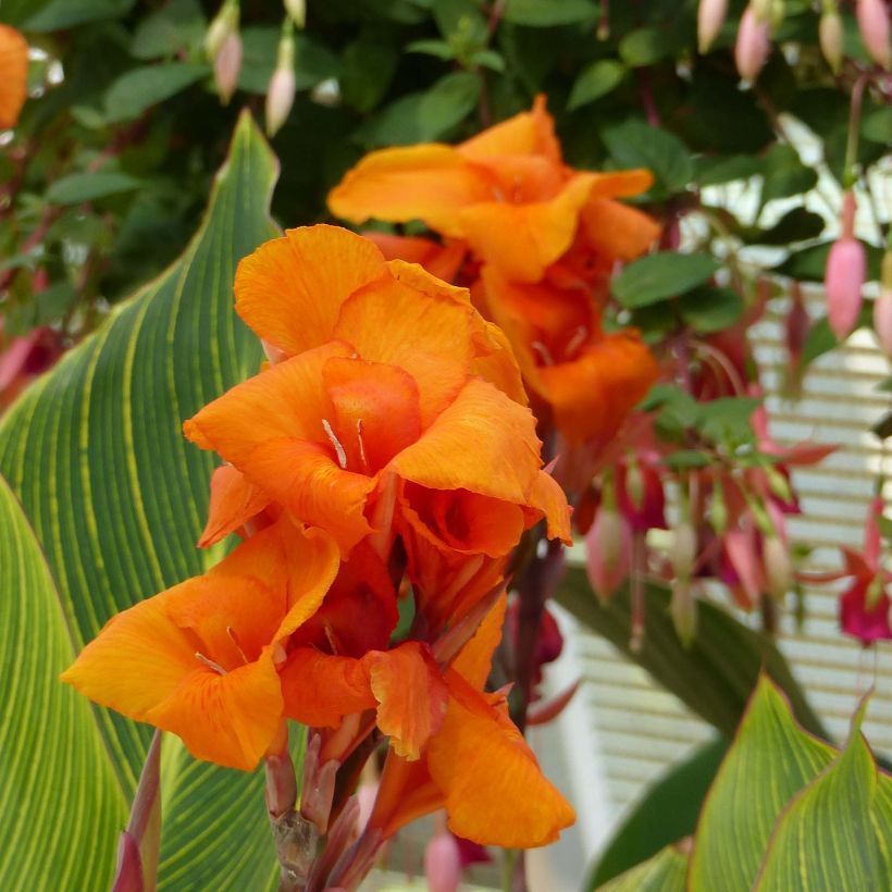 Blumenrohr Striata - Canna (Flowering)