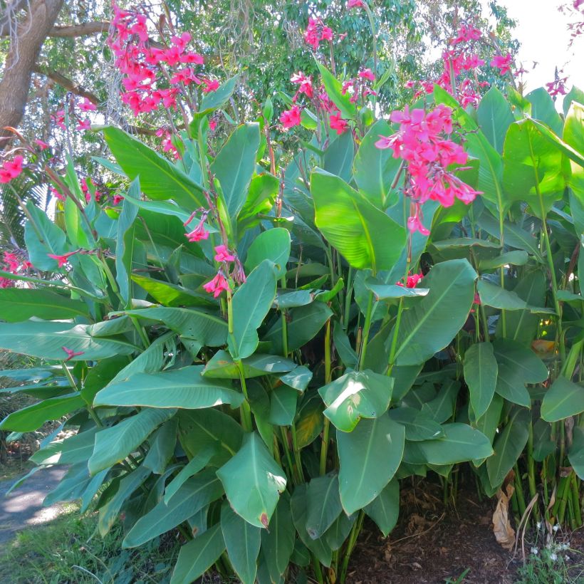 Blumenrohr - Canna iridiflora (Wuchs)