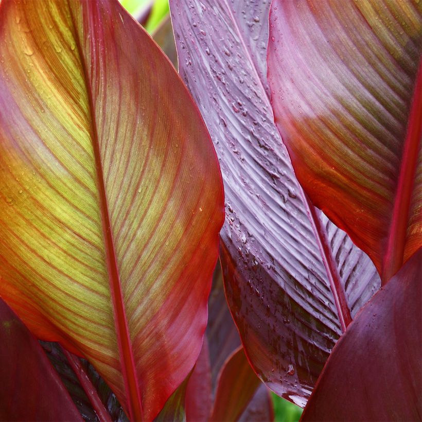Blumenrohr Red Wine - Canna (Foliage)