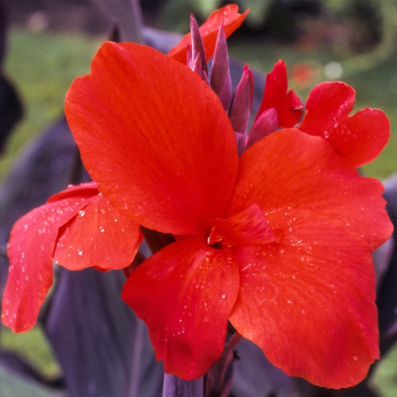 Blumenrohr Red Wine - Canna (Flowering)