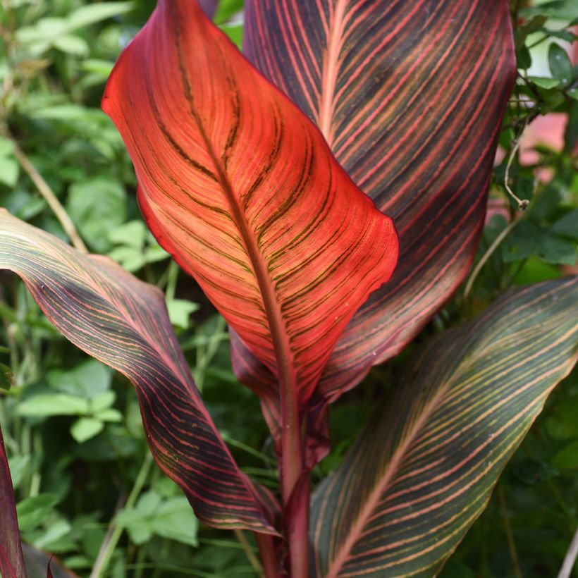 Blumenrohr Durban - Canna (Laub)