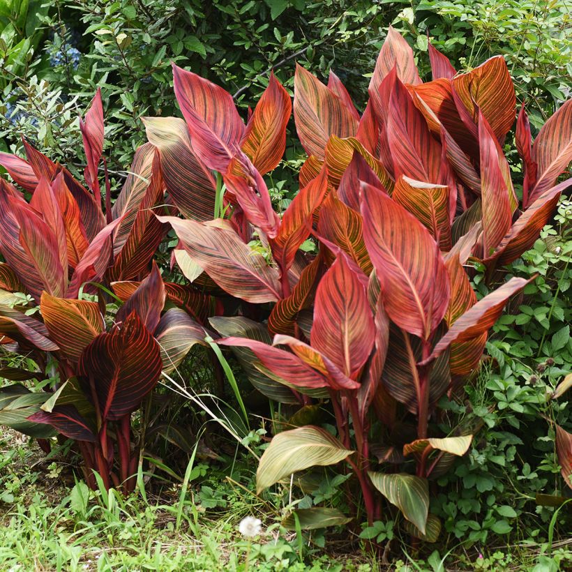 Blumenrohr Durban - Canna (Wuchs)