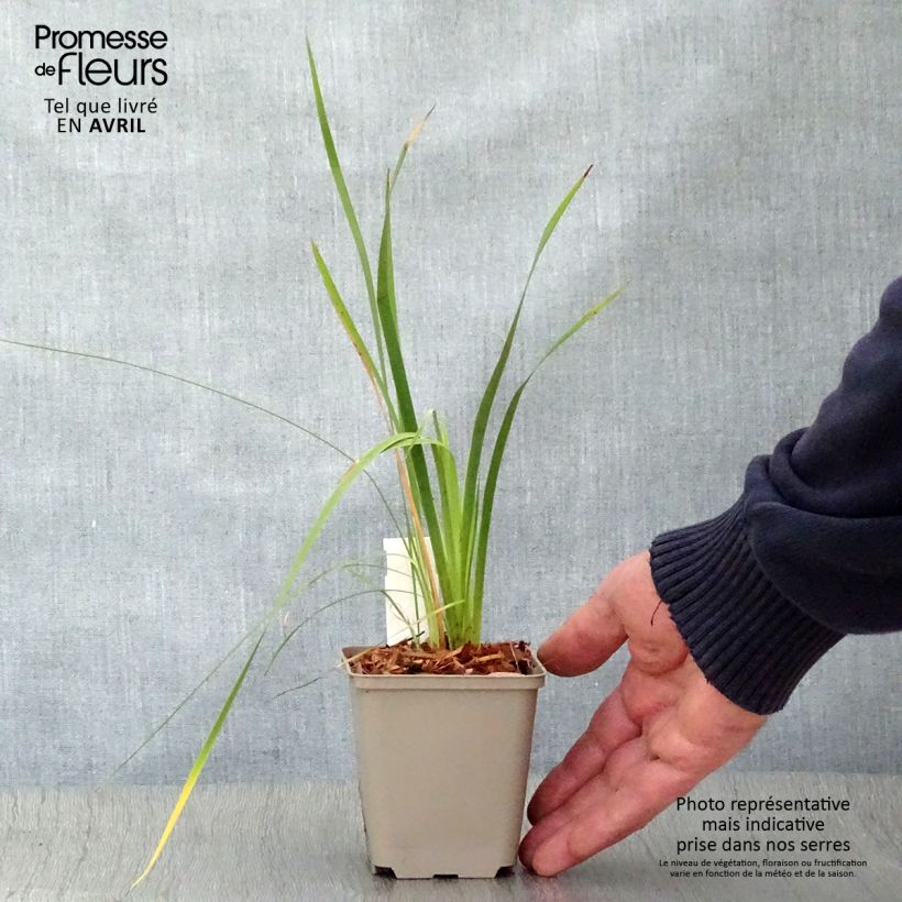 Example of Dierama pulcherrimum - Trichterschwertel Kleine Töpfe von 8/9 cm as you get in printemps