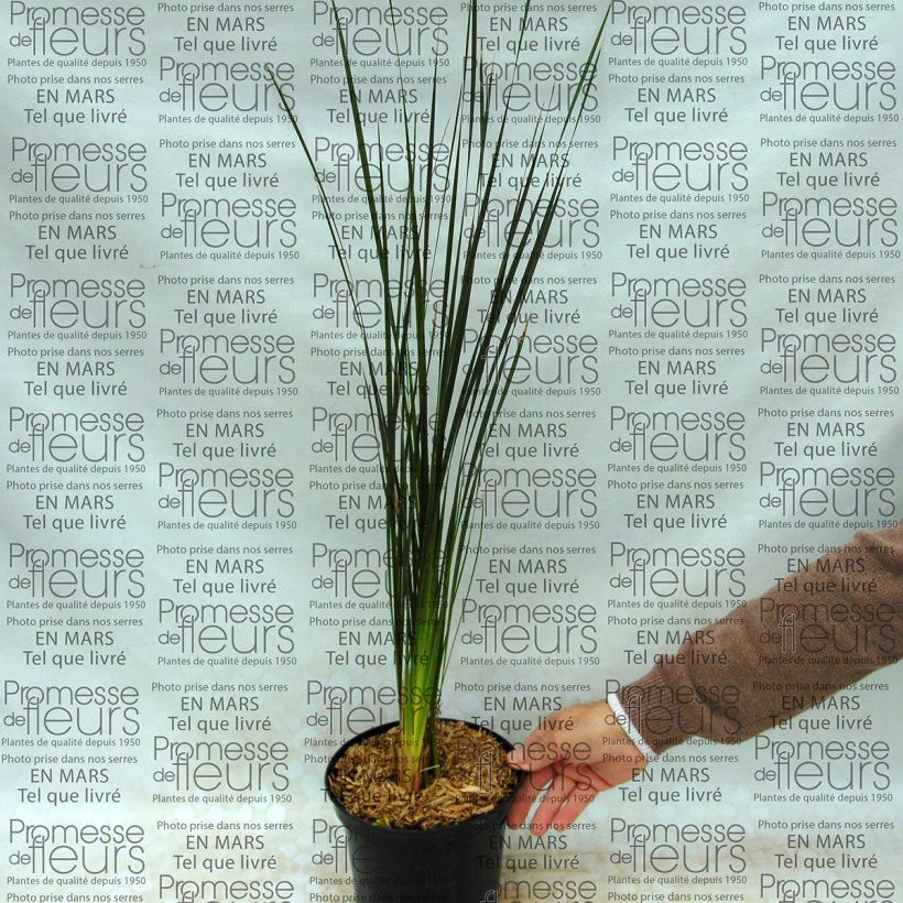 Beispiel eines Exemplars von Dierama Guinevere - Trichterschwertel Topf mit 2L/3L wie geliefert