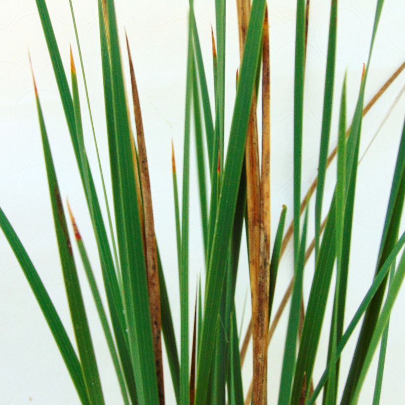 Dierama Pink Rocket - Trichterschwertel (Foliage)