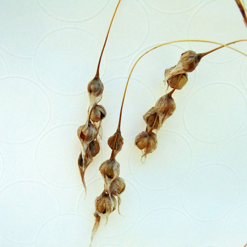 Dierama Pink Rocket - Trichterschwertel (Harvest)