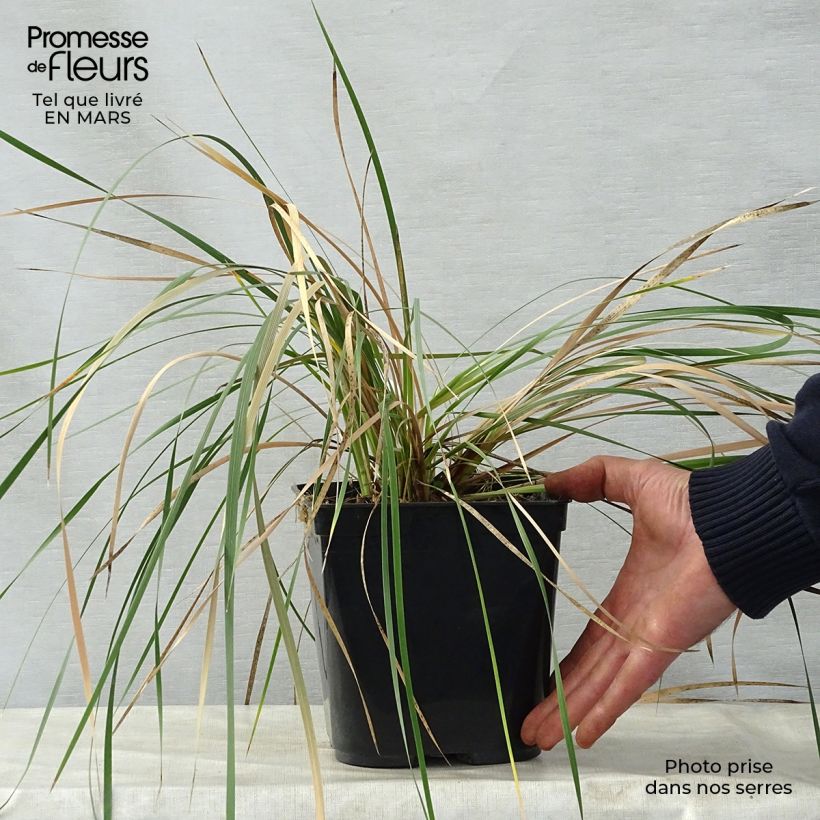 Example of Dierama Pink Rocket - Trichterschwertel Topf mit 2L/3L as you get in printemps