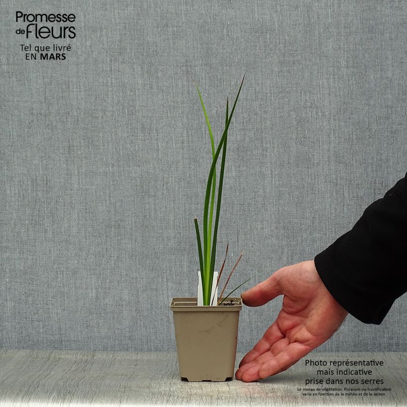 Exemplar von Dierama trichorhizum - Trichterschwertel Kleine Töpfe von 8/9 cm wie im Frühjahr geliefert